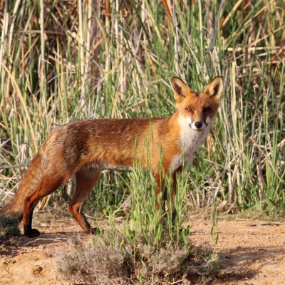 European red fox at Lake Cargelligo, NSW. Credit: Harley Kingston CC BY 2.0.